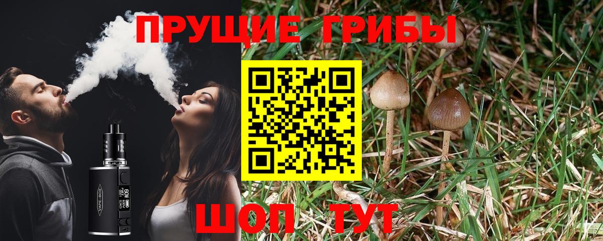 Котлас  Псилоцибиновые грибы Psilocybine cubensis  Вход с VPN 